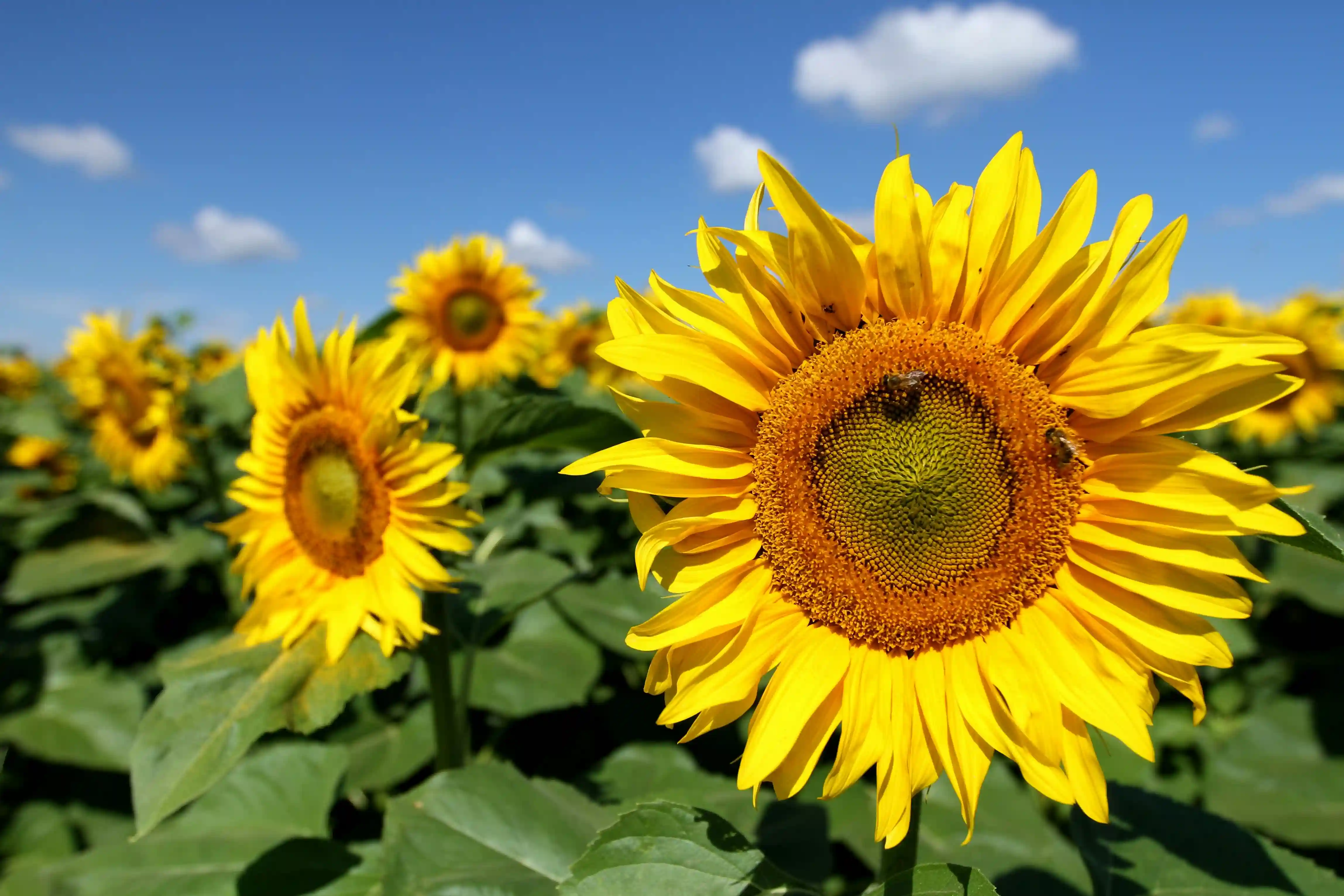 girasol flor funeraria 