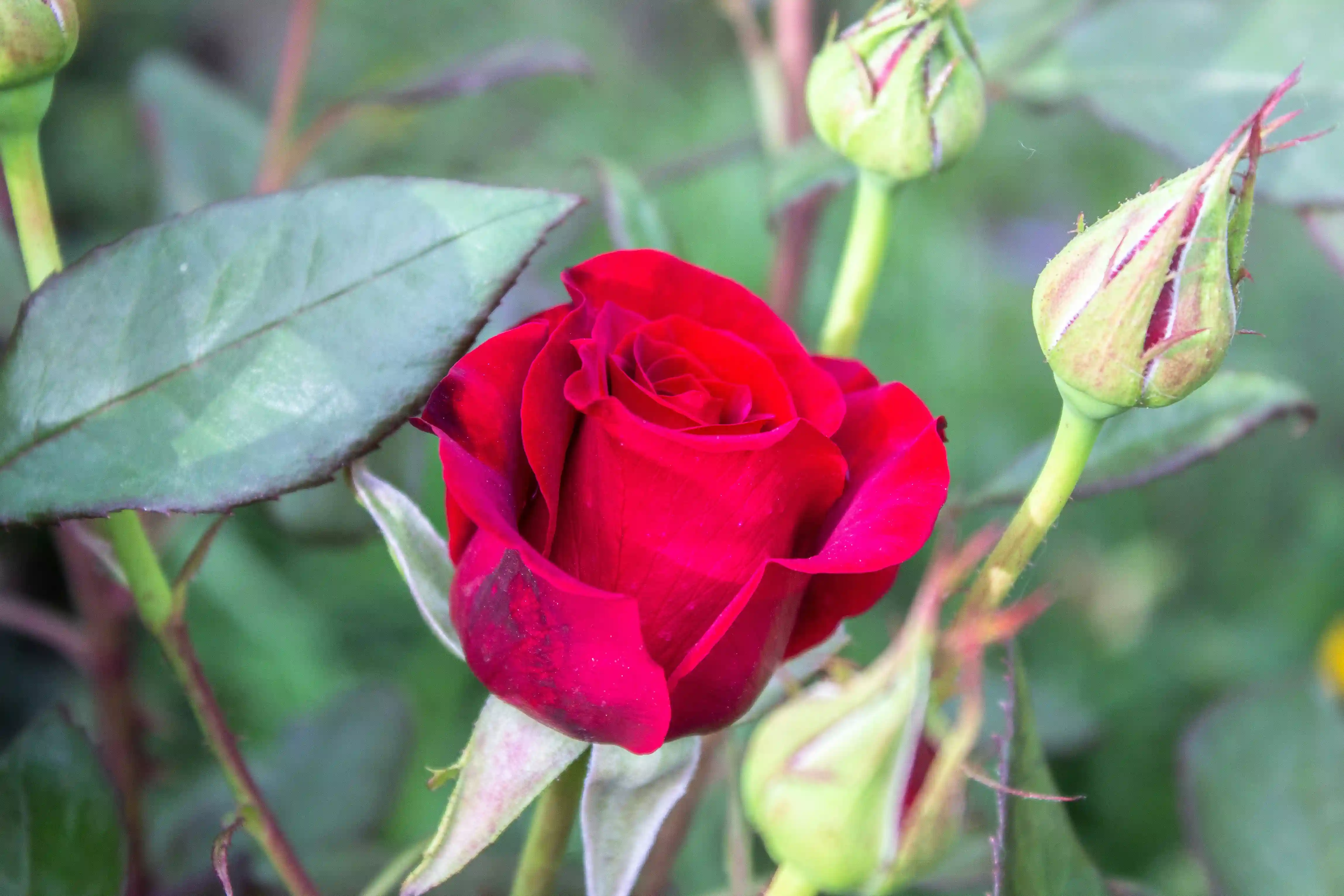 rosas con flor funeraria 